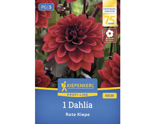 Kiepenkerl Dahlie Rote Kiepe, einjährige Pflanze