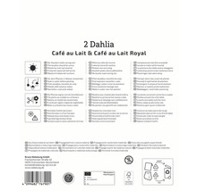 Informations sur les dahlias de type Café au Lait et Café au Lait Royal