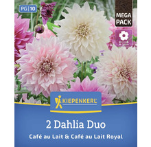 Lot de 2 dahlias duo Café au Lait & Café au Lait Royal
