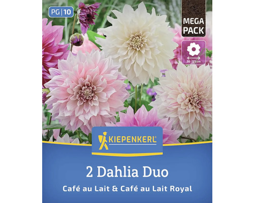 2er-Pack Dahlien Duo Café au Lait & Café au Lait Royal
