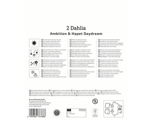 Informations sur les dahlias Ambition et Hapet Daydream, comprenant les instructions de plantation, l'utilisation comme fleurs coupées et le stockage des tubercules à l'abri du gel.