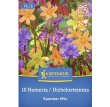 10 Homeria Dichellostemma Summer Mix Blumenzwiebeln von Kiepenkerl