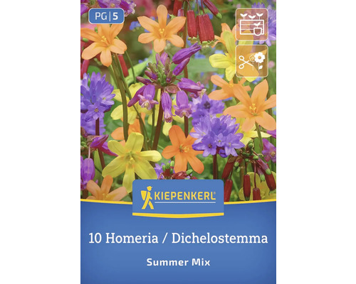 10 Homeria Dichellostemma Summer Mix Blumenzwiebeln von Kiepenkerl