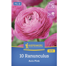 Kiepenkerl Logo: 10 Ranunkel Aviv Pink