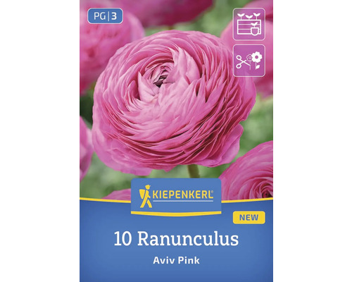 Kiepenkerl Logo: 10 Ranunkel Aviv Pink