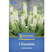 Kiepenkerl Logo. Verpackung einer Herbst-Schopflilie Eucomis autumnalis mit blühenden Pflanzen