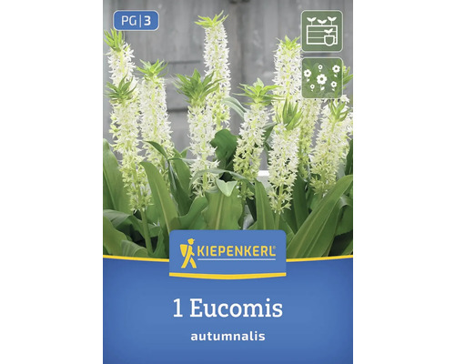 Kiepenkerl Logo. Verpackung einer Herbst-Schopflilie Eucomis autumnalis mit blühenden Pflanzen