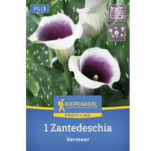 Kiepenkerl Zantedeschia Vermeer Blumenzwiebel