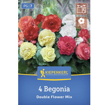 Kiepenkerl Logo, 4 Begonien gefülltblühend, Mischung