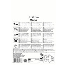 Informationen zu Lilium Mapira, Standort, Verwendung, Blüte und Eigenschaften