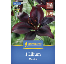 Lilium Mapira Zwiebel für Garten und Beet