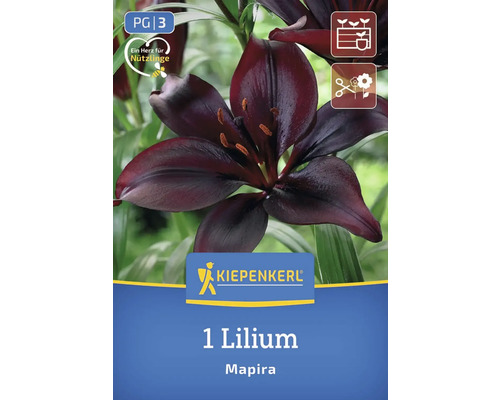 Lilium Mapira Zwiebel für Garten und Beet