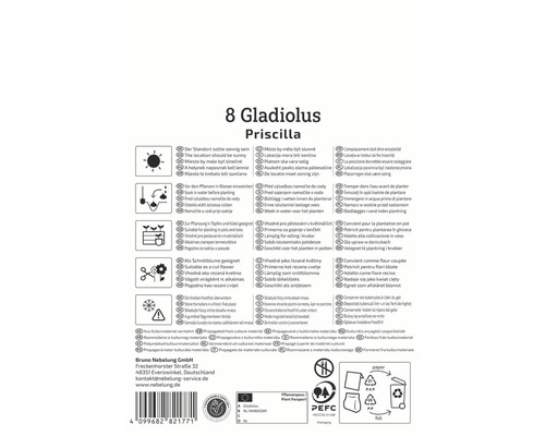 Verpackung mit Pflanzhinweisen für 8 Gladiolen Priscilla