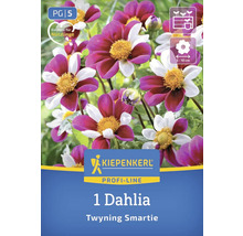 Un Dahlia Twyning Smartie