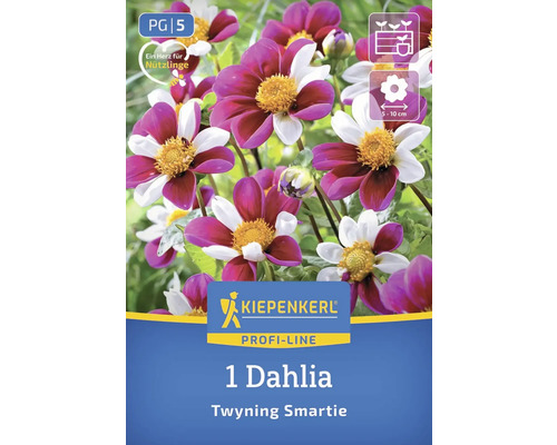 Un Dahlia Twyning Smartie