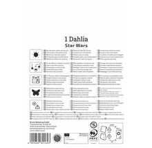 Informations sur le dahlia et conseils d'entretien