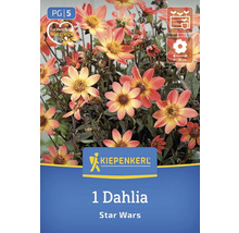 Logo Kiepenkerl, 1 Dahlia Star Wars