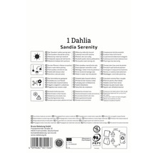 Informations sur le Dahlia Sandia Serenity, y compris l'emplacement, l'arrosage, la fleur coupée, la protection contre le gel et la multiplication