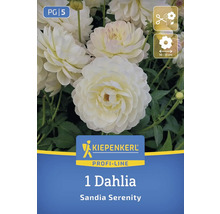 Logo Kiepenkerl 1 Dahlia Sandia Serenity