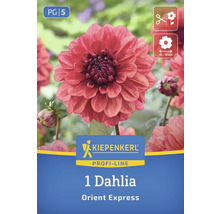 Kiepenkerl Logo, 1 Dahlie Orient Express