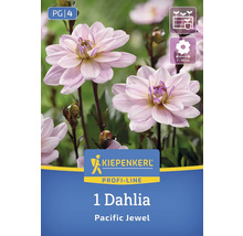 Eine Dahlie der Sorte Pacific Jewel von Kiepenkerl