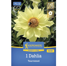 Logo Kiepenkerl. Dahlia Tournesol pour les insectes bénéfiques.
