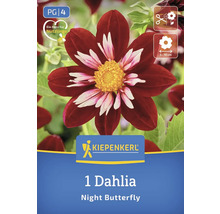 Eine Dahlie der Sorte Night Butterfly auf einer Produktverpackung von Kiepenkerl.