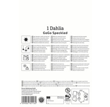 Emballage pour 1 Dahlia GoGo Speckled avec des instructions sur l'emplacement, l'arrosage et le stockage
