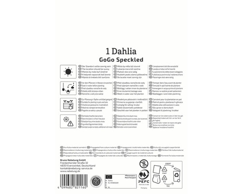 Emballage pour 1 Dahlia GoGo Speckled avec des instructions sur l'emplacement, l'arrosage et le stockage