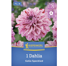 Logo de Kiepenkerl. Un Dahlia GoGo Speckled