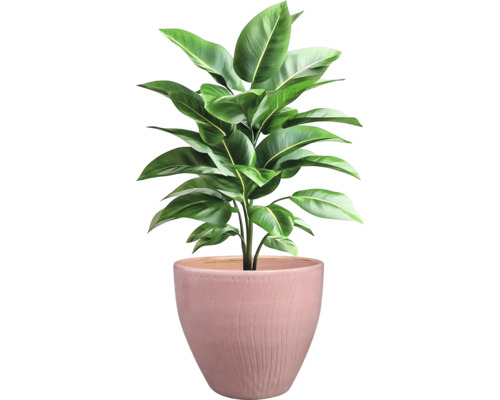 Zimmerpflanze im Topf