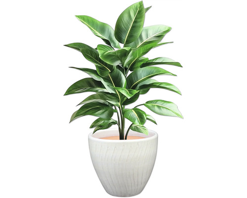 Zimmerpflanze mit grünen Blättern in einem Topf