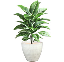 Zimmerpflanze im Topf