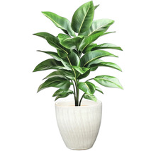 Zimmerpflanze im Topf