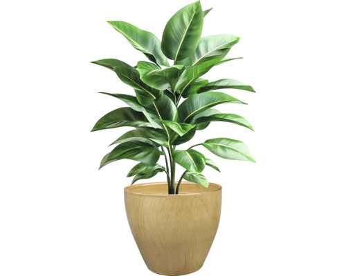 Zimmerpflanze im Topf