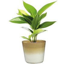 Plante d'intérieur en pot