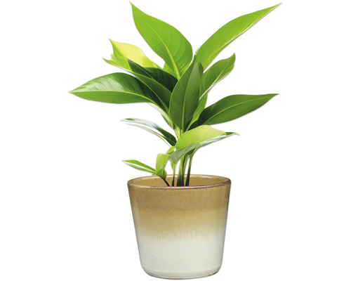 Plante d'intérieur en pot