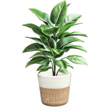 Strelitzia en pot pour l'intérieur