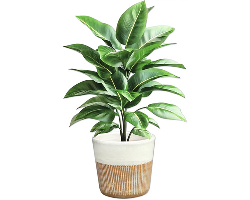Strelitzia en pot pour l'intérieur