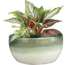 Chinesisches Schilf im Topf