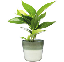 Plante d'intérieur dans un pot