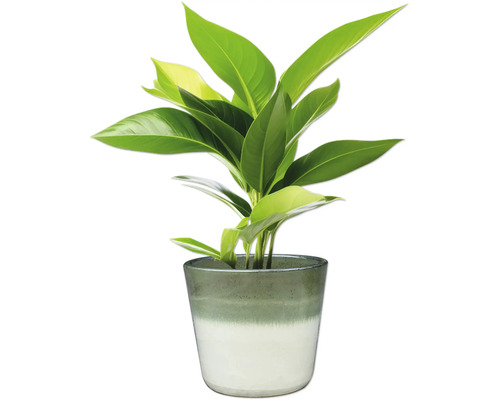 Plante d'intérieur dans un pot