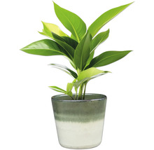 Plante d'intérieur en pot