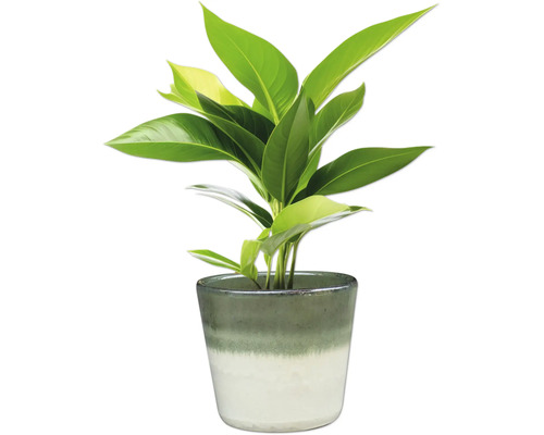 Plante d'intérieur en pot