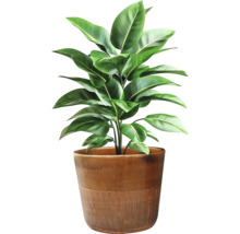 Plante d'intérieur dans un pot