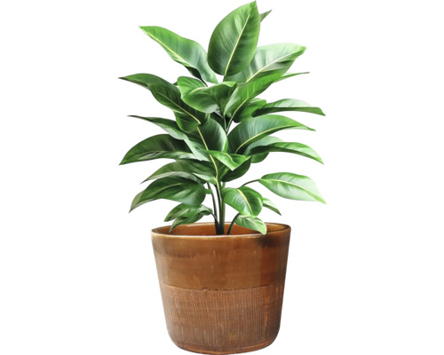 Plante d'intérieur dans un pot