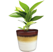 Plante d'intérieur dans un pot de fleurs décoratif