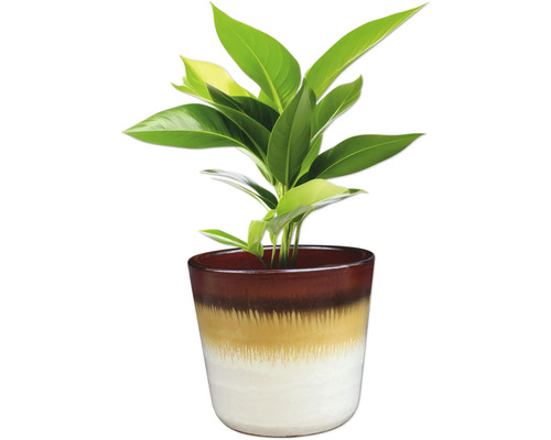 Plante d'intérieur dans un pot de fleurs décoratif