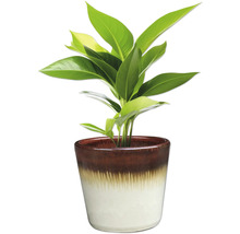 Plante d'intérieur en pot