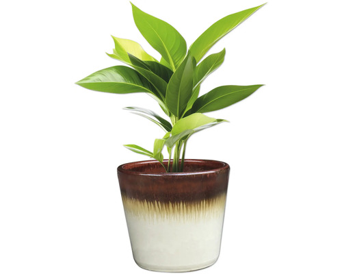 Plante d'intérieur en pot